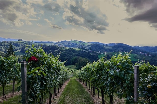 Weinbaugebiete Österreichs - was Gamlitz so attraktiv macht